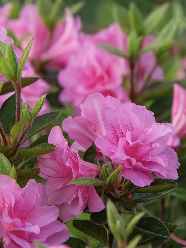 【安酷地栽苗】杜鹃四季常青纯露天苗带花苞南北方庭院种植耐寒耐热