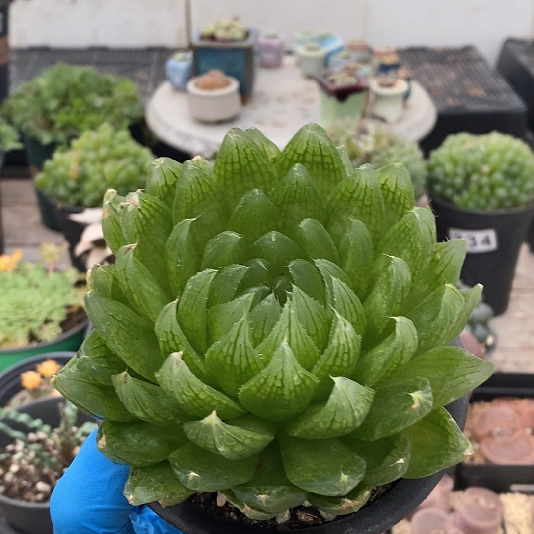 330 实生樱水晶 带盆土