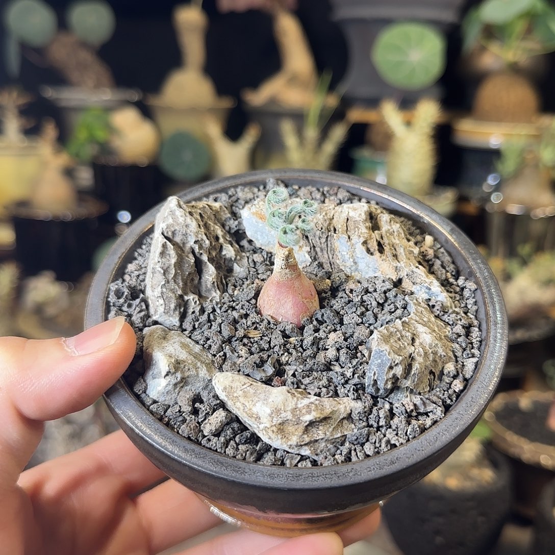 一物一拍弹簧草gl 17