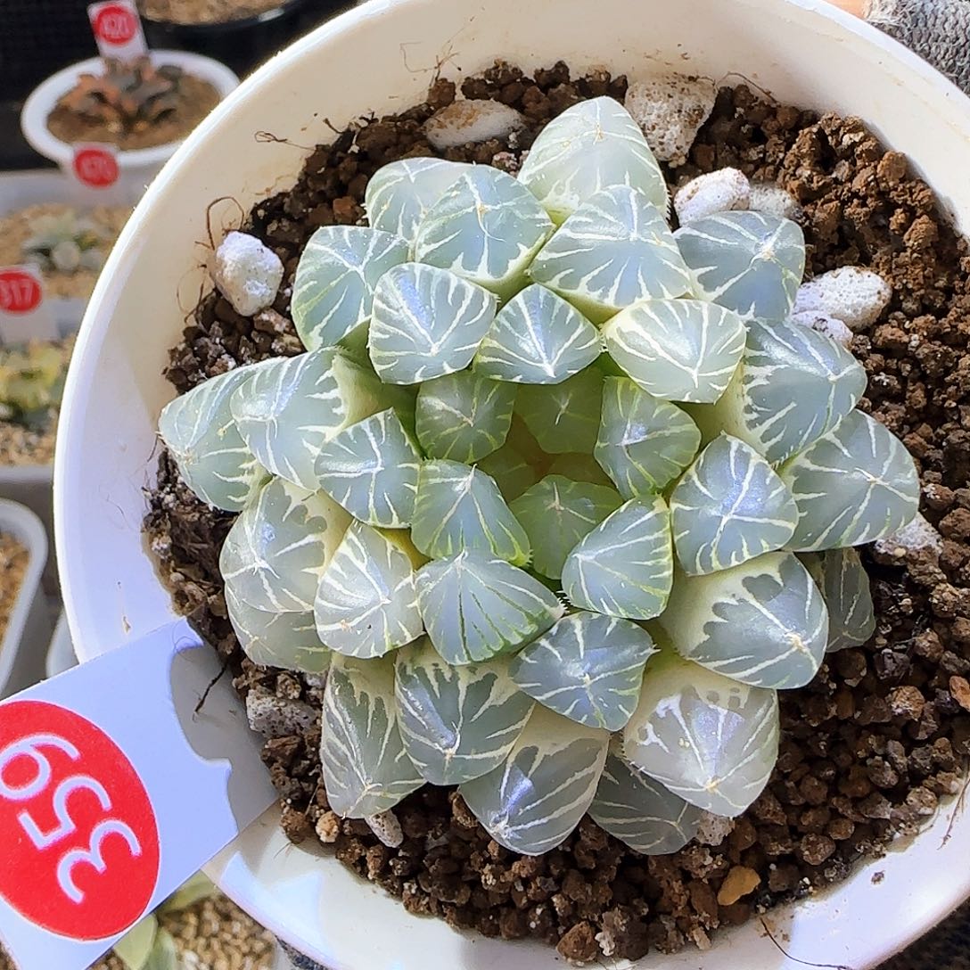 359糊斑霓虹灯 6.4 厘米左右一物一拍带盆发货