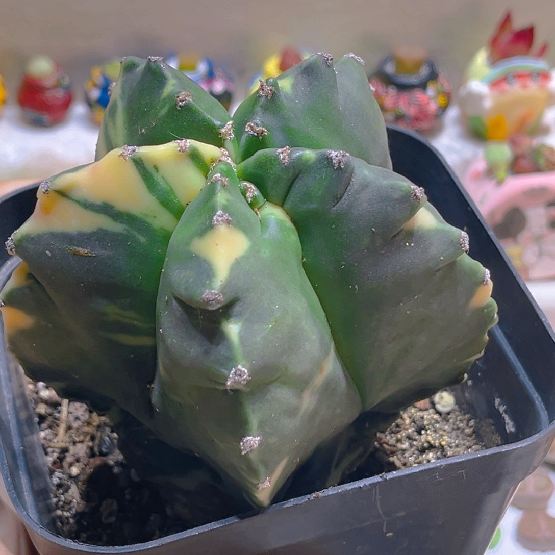 009龟甲兜锦8.5厘米仙人球