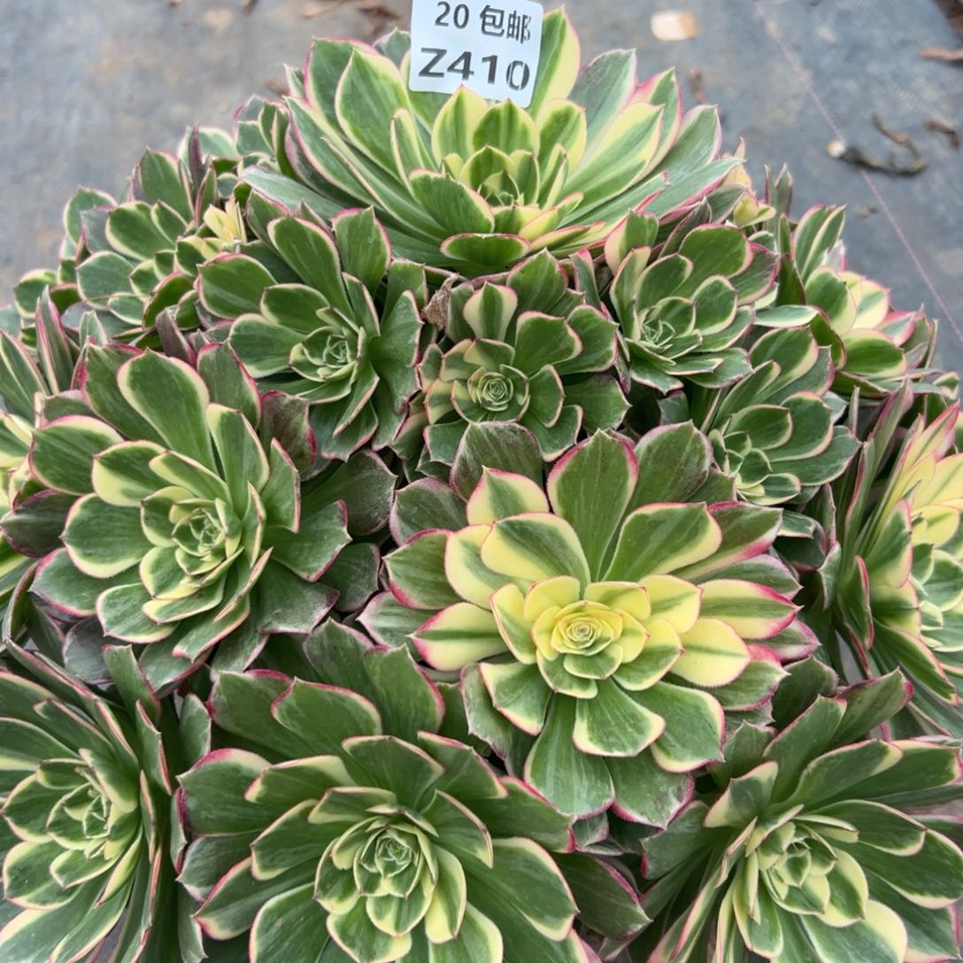 410青禾，满20包邮嘟叮熊