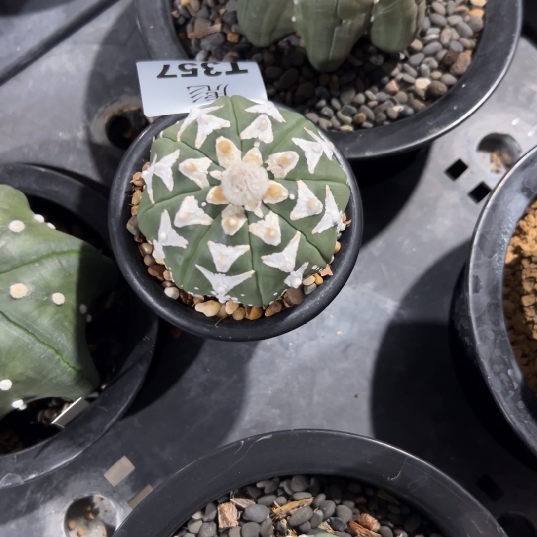 君***）T357号兜仙人球多肉