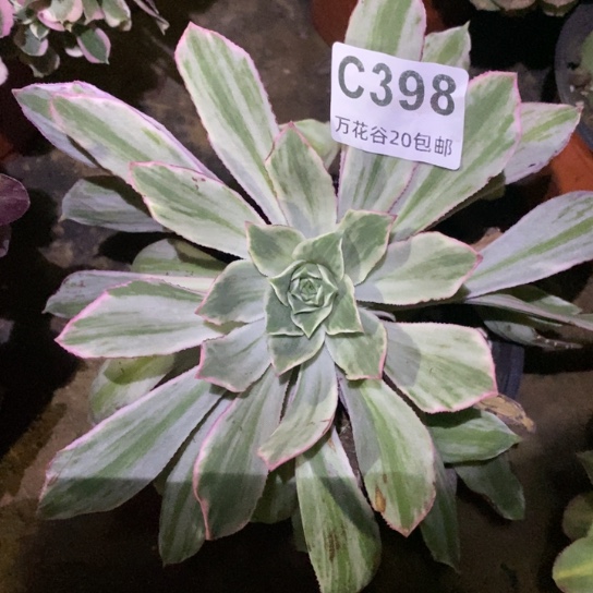 398白发魔女多肉植物