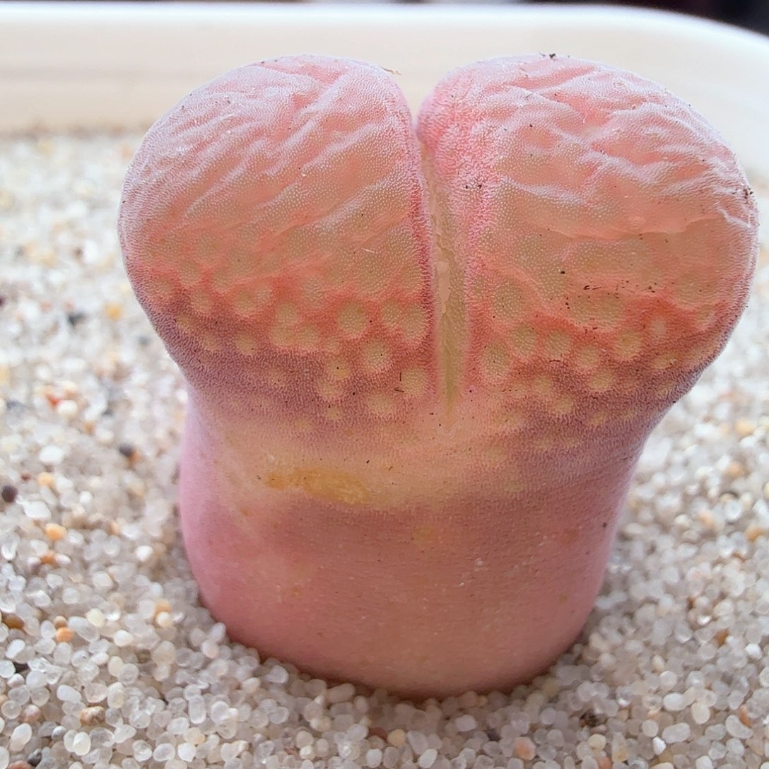 2.14.18/Cm10风铃1.9厘米/多肉