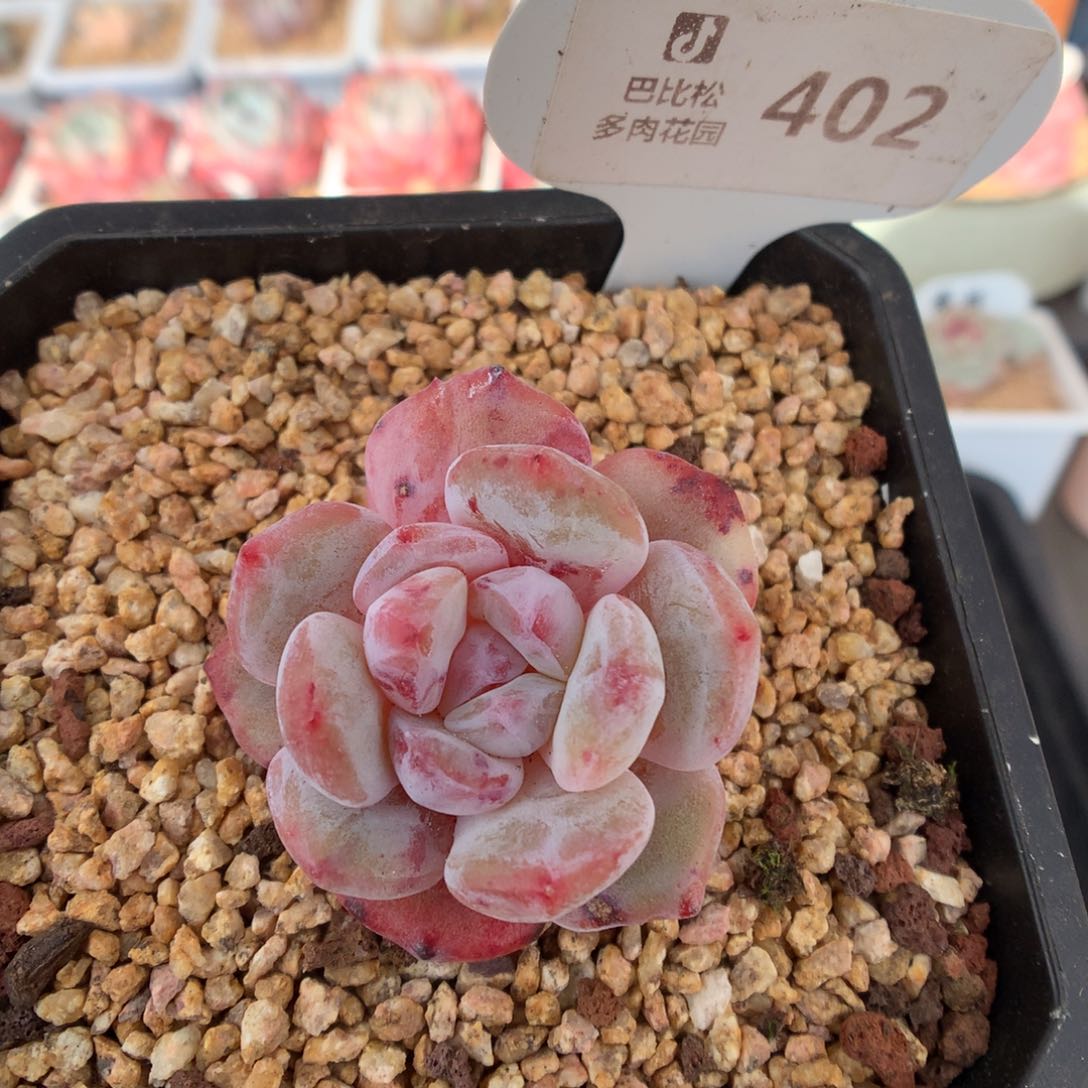 402星影石化多肉植物