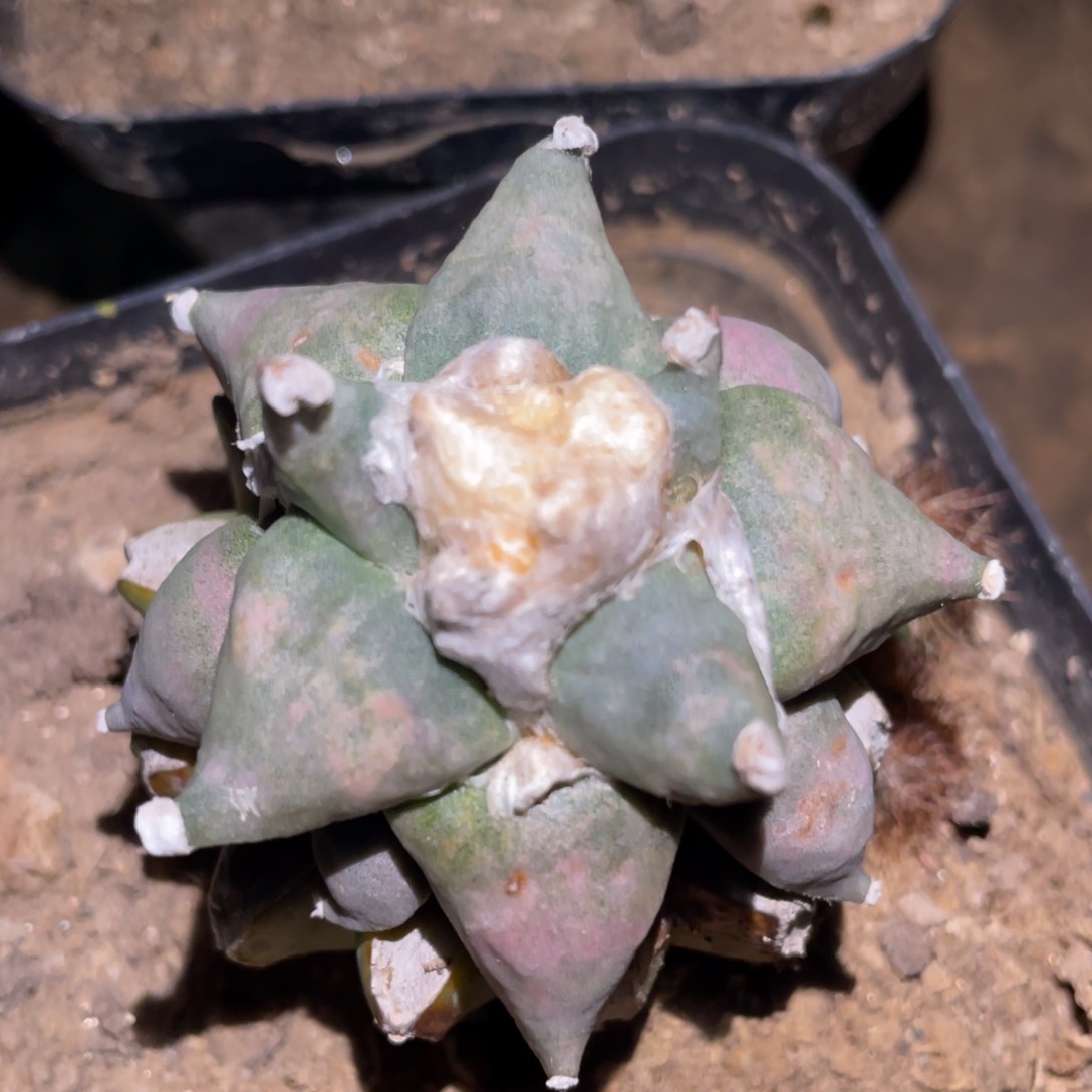 青瓷怒涛牡丹 仙人球开花