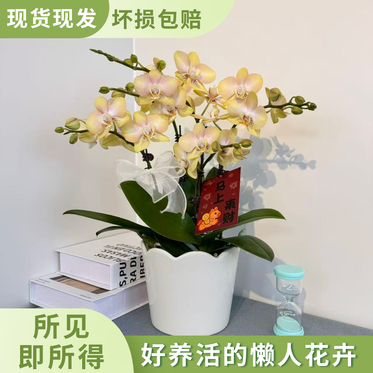 [哈密瓜] 爆款清新小花型蝴蝶兰 室内懒人绿植