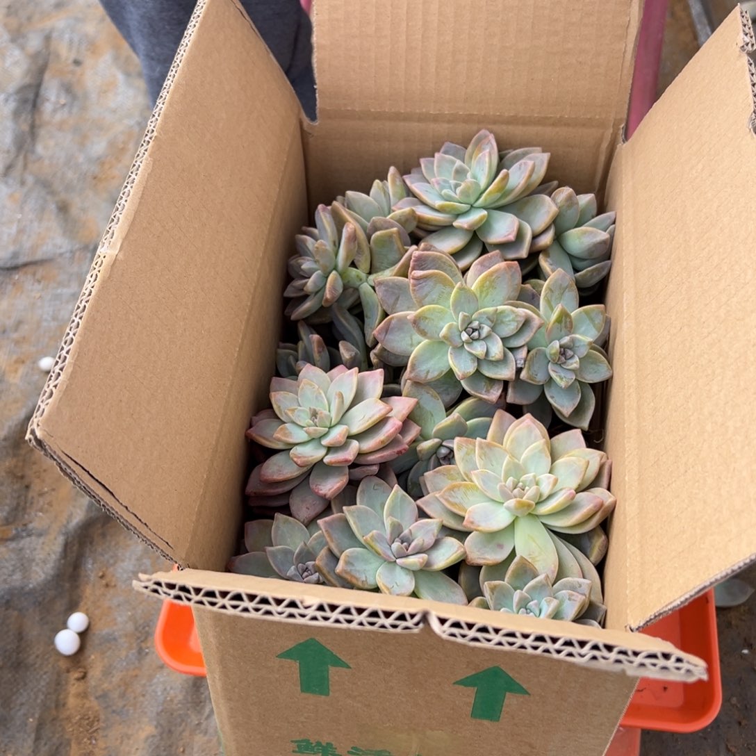 地栽断枝淡雪装箱（包邮不包损）