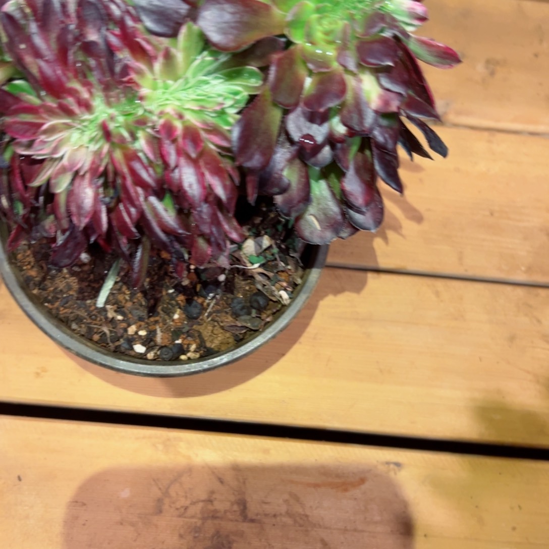 821 号多肉植物法师