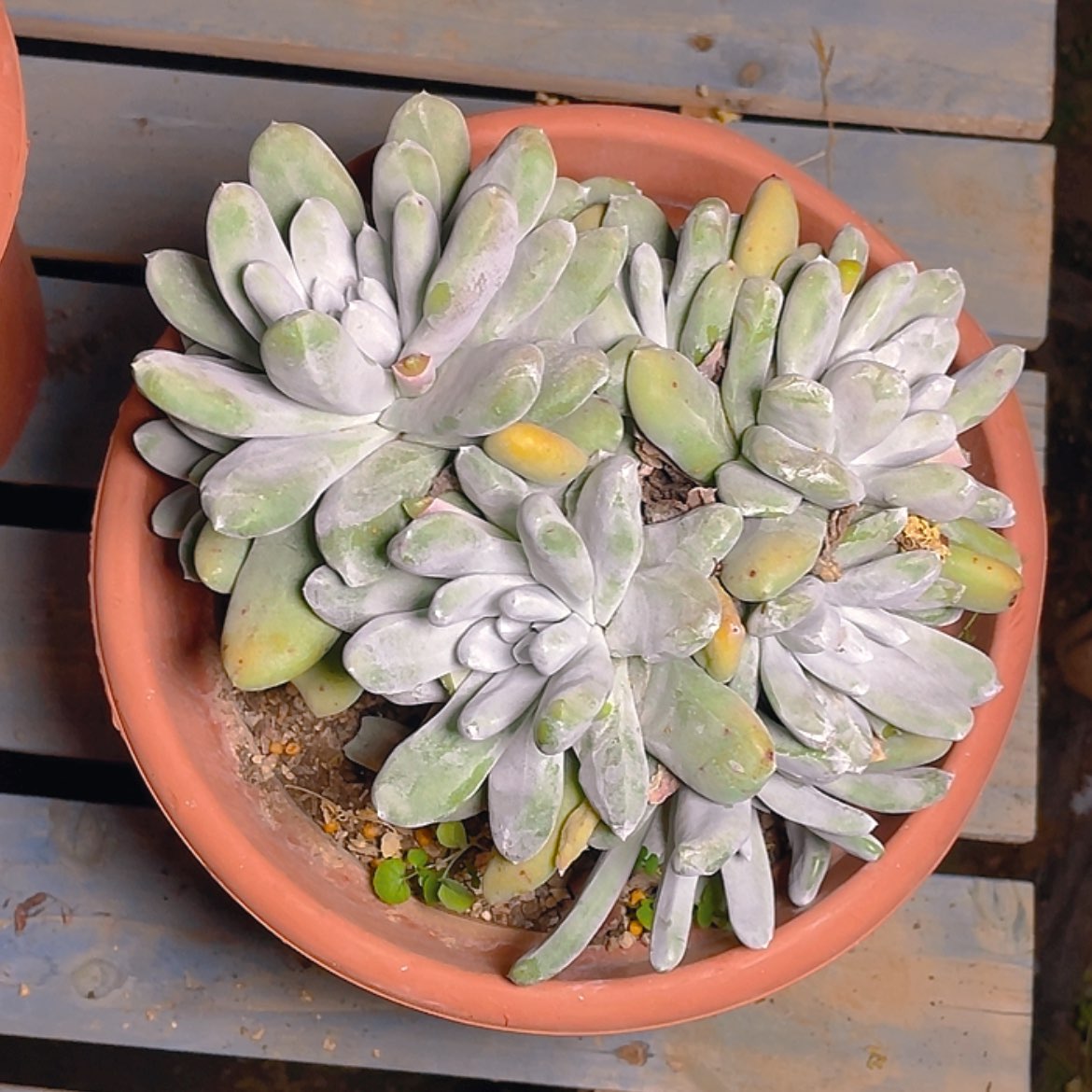 【闪购商品】吾*拇指拇指