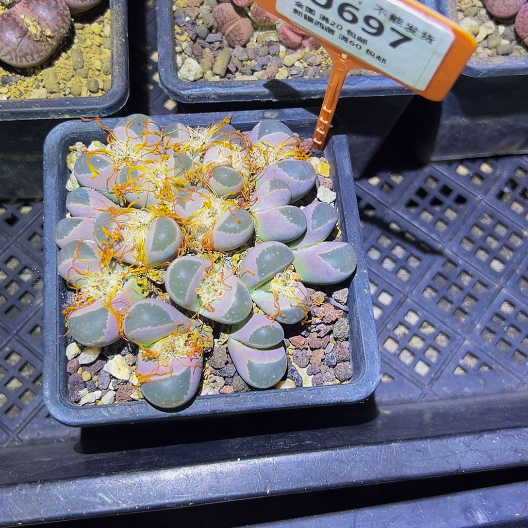 伴***居697 一物一拍，默认有伤，介意勿拍，不退不换