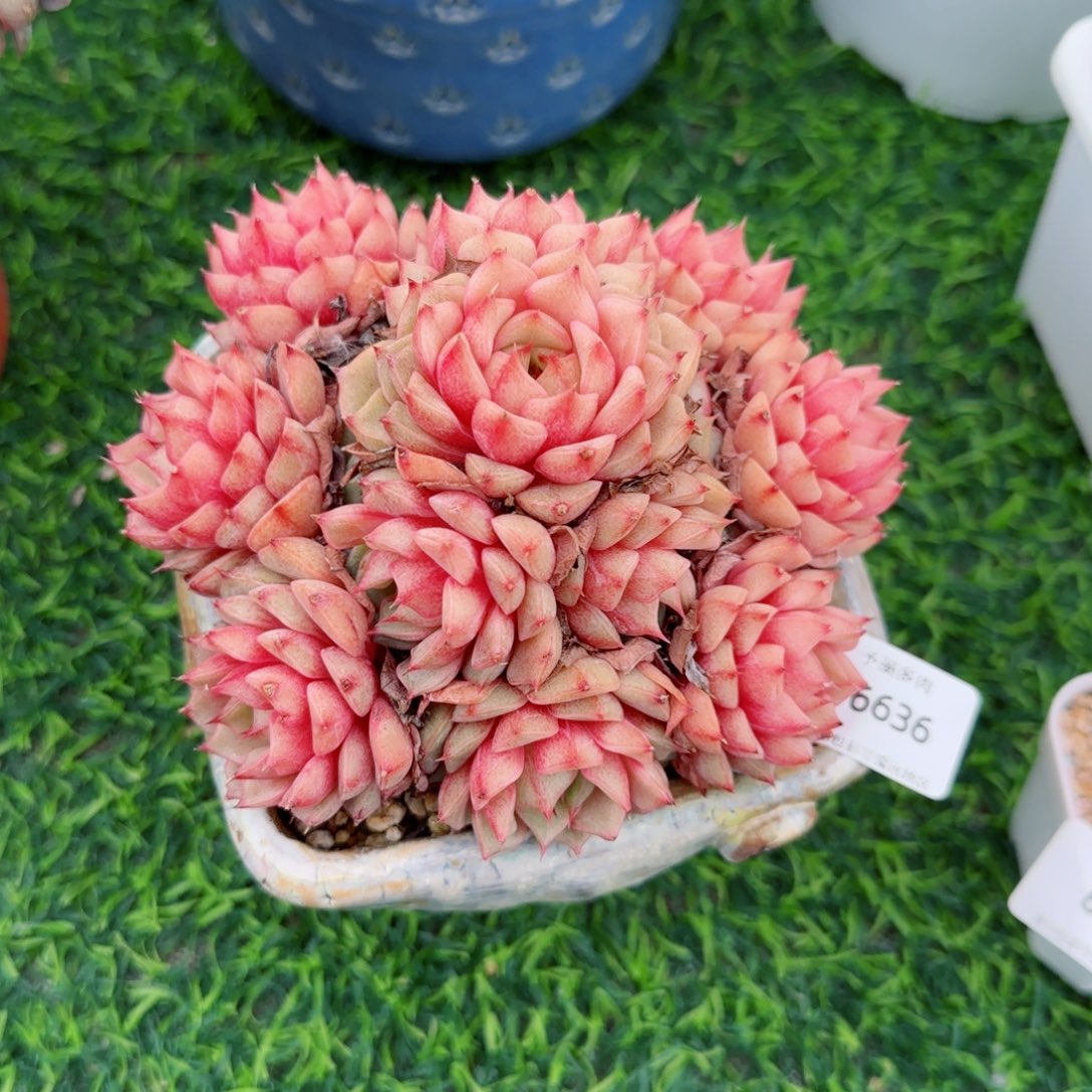 笨吧无砍，6636多肉植物