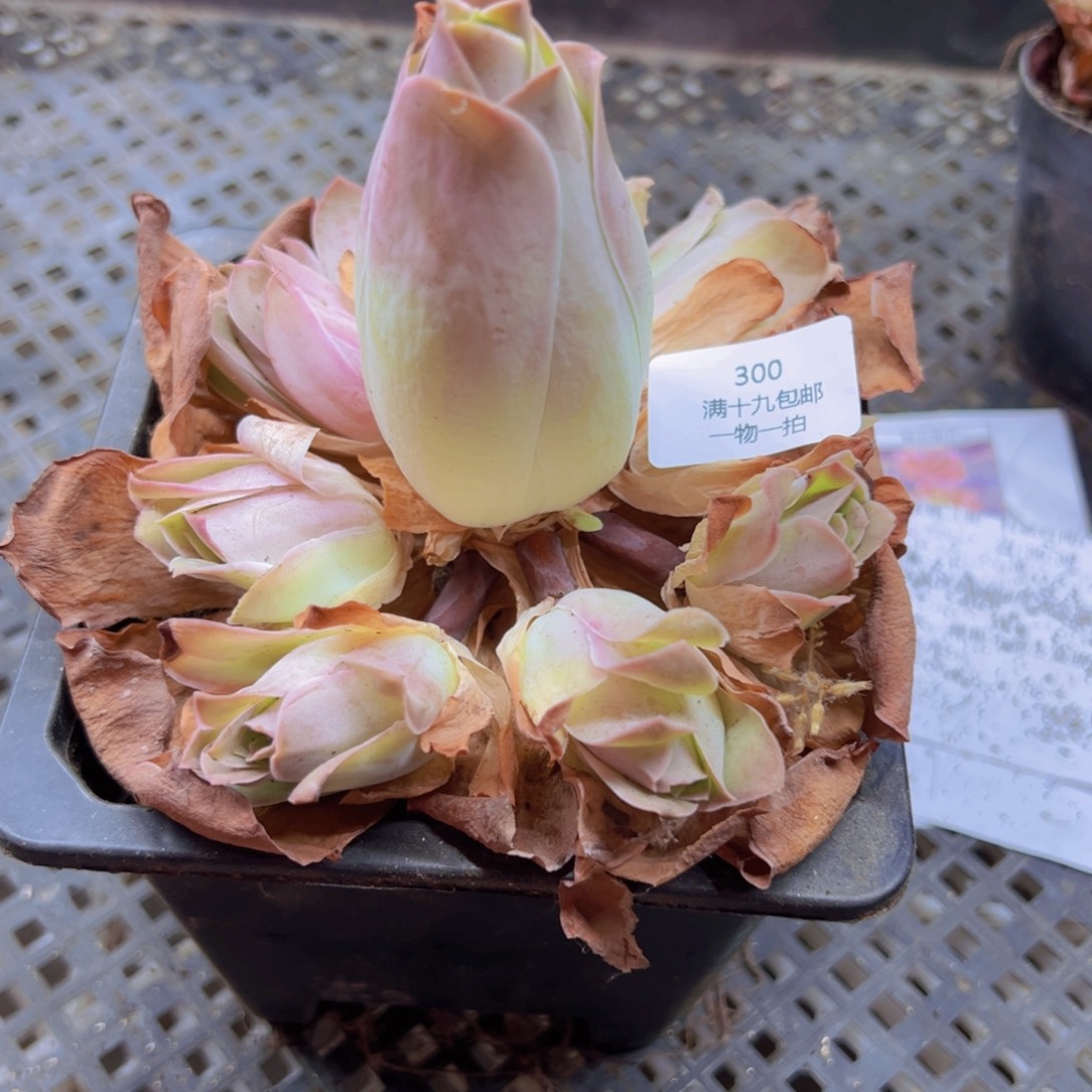 300 带盆土发货无售后