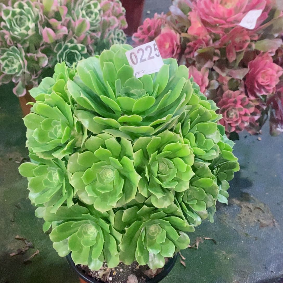 绿玫瑰225多肉1111
