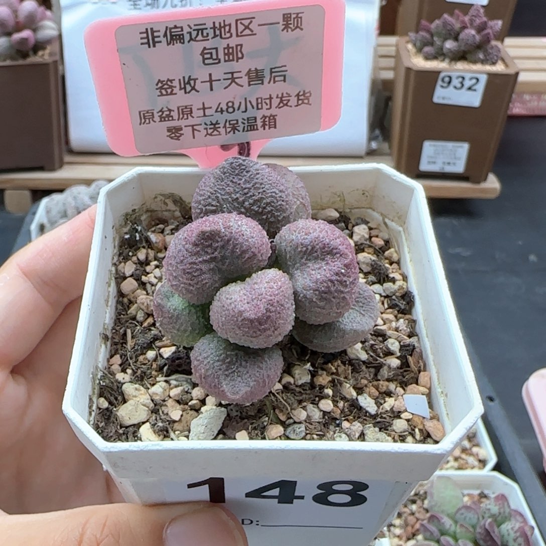 148水蜜桃多肉植物