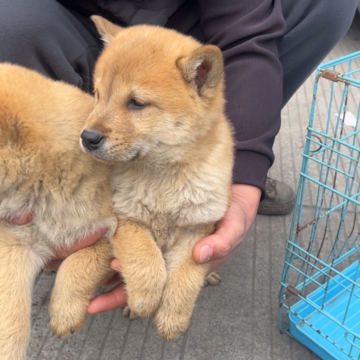 菩***司中华田园犬小弟弟