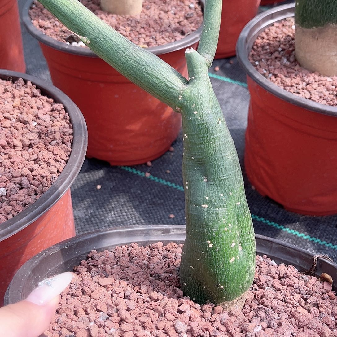 多肉植物毒腺蔓脱土发