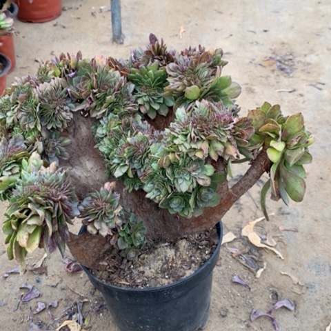 万缀多肉植物024