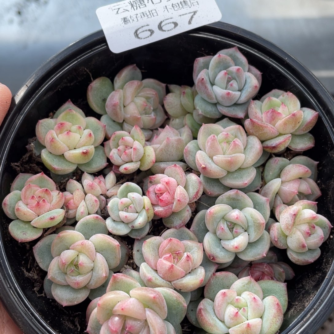 云糖心多肉植物667