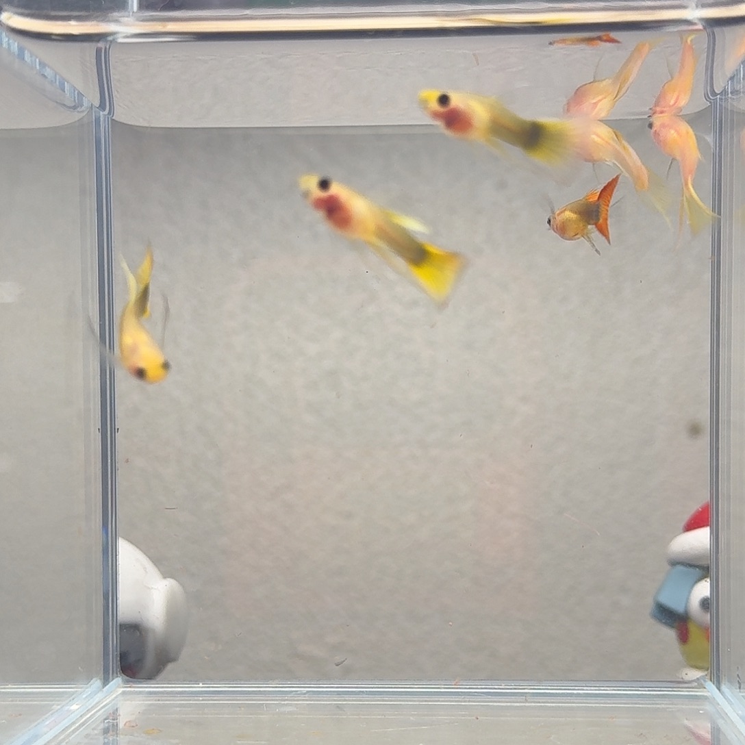 孔雀鱼玻璃猫孔雀3