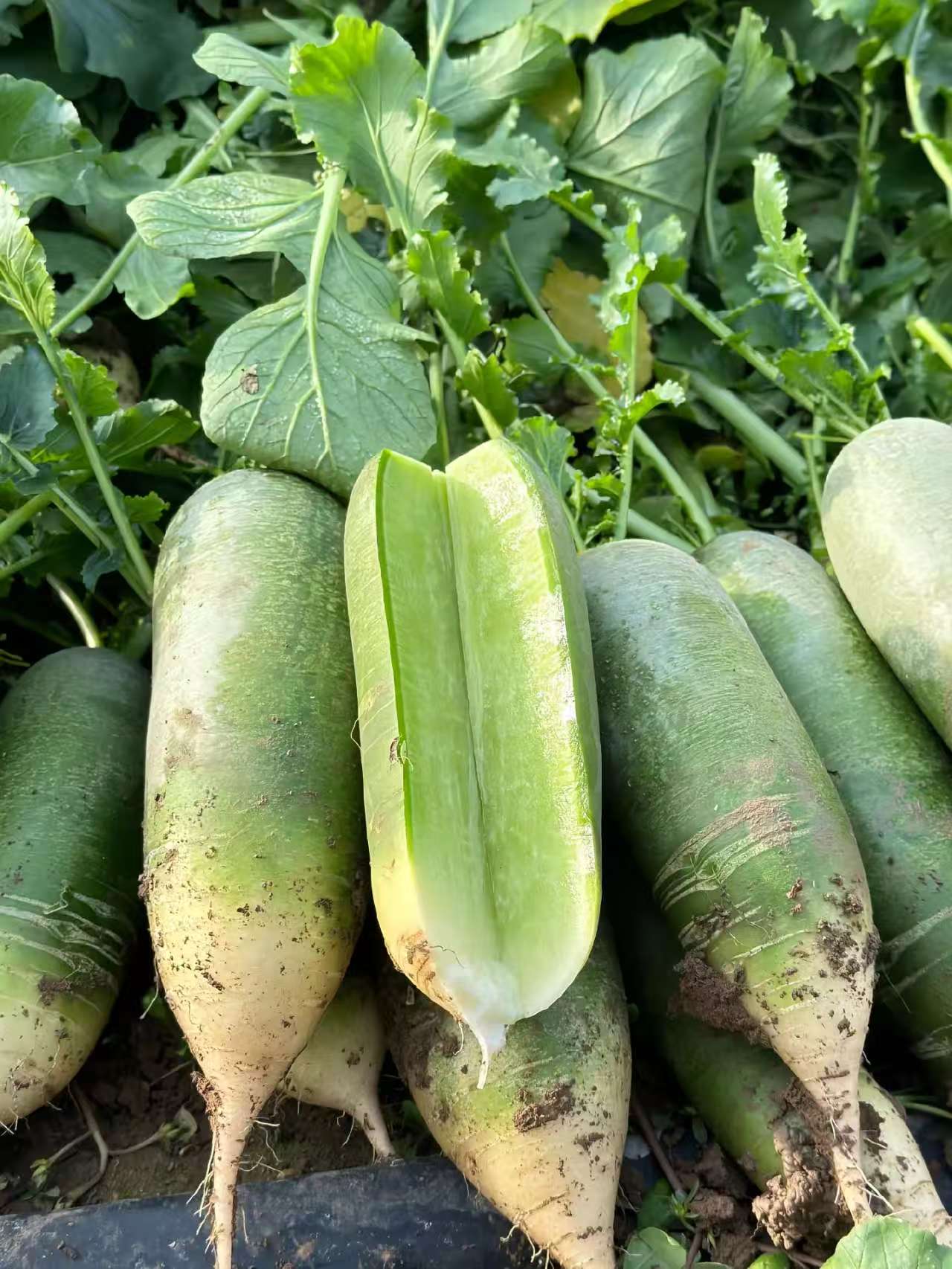 贵州高山露天种植水果萝卜脆甜多汁新鲜现挖生吃佳品