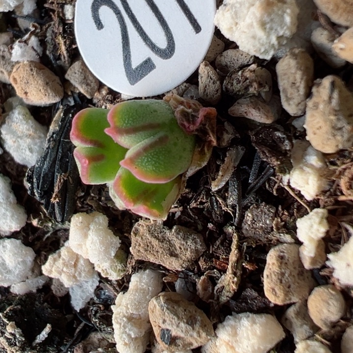 201号，园艺985，111