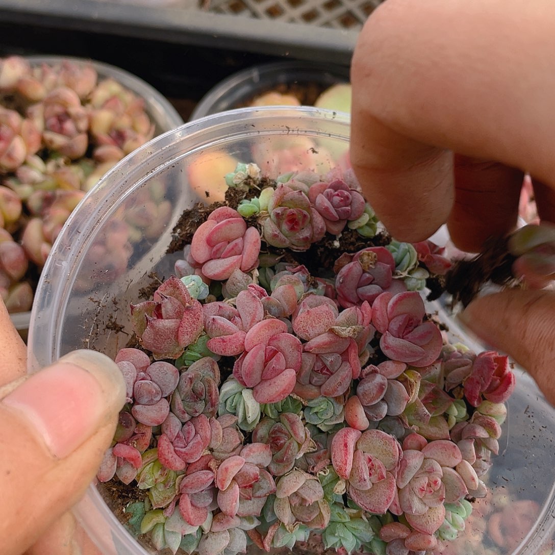 多肉植物多肉植物513