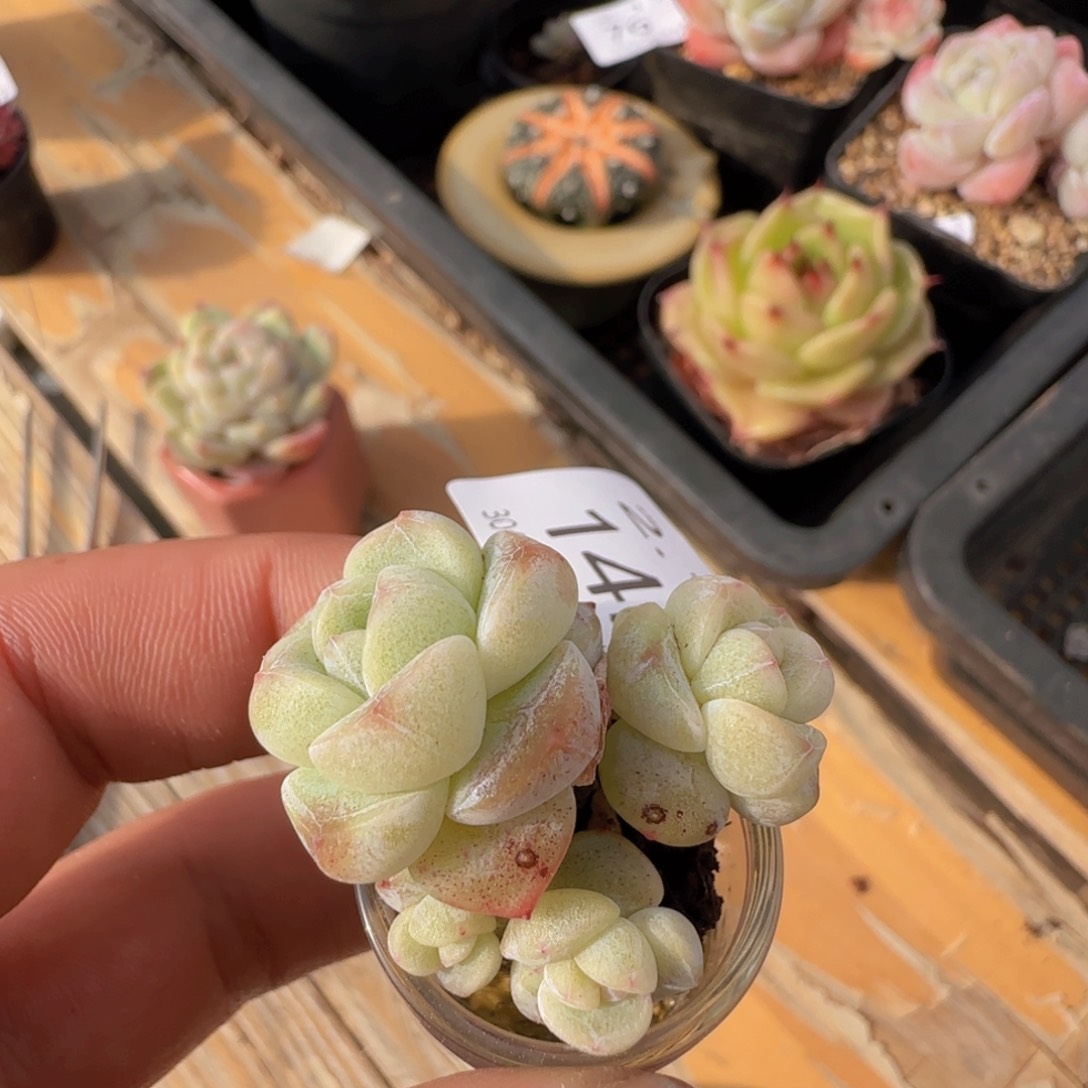 小脸翡翠冰玉四头一颗