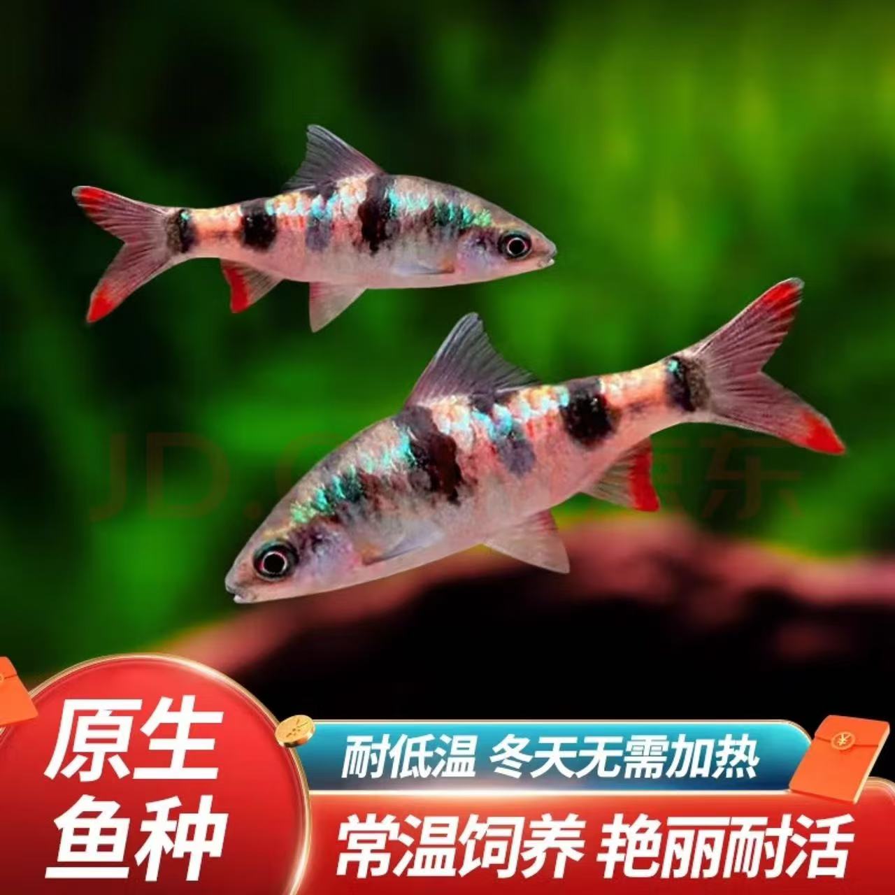 红尾绿荧光鲫冷水观赏鱼原生鱼群游活体好养易活