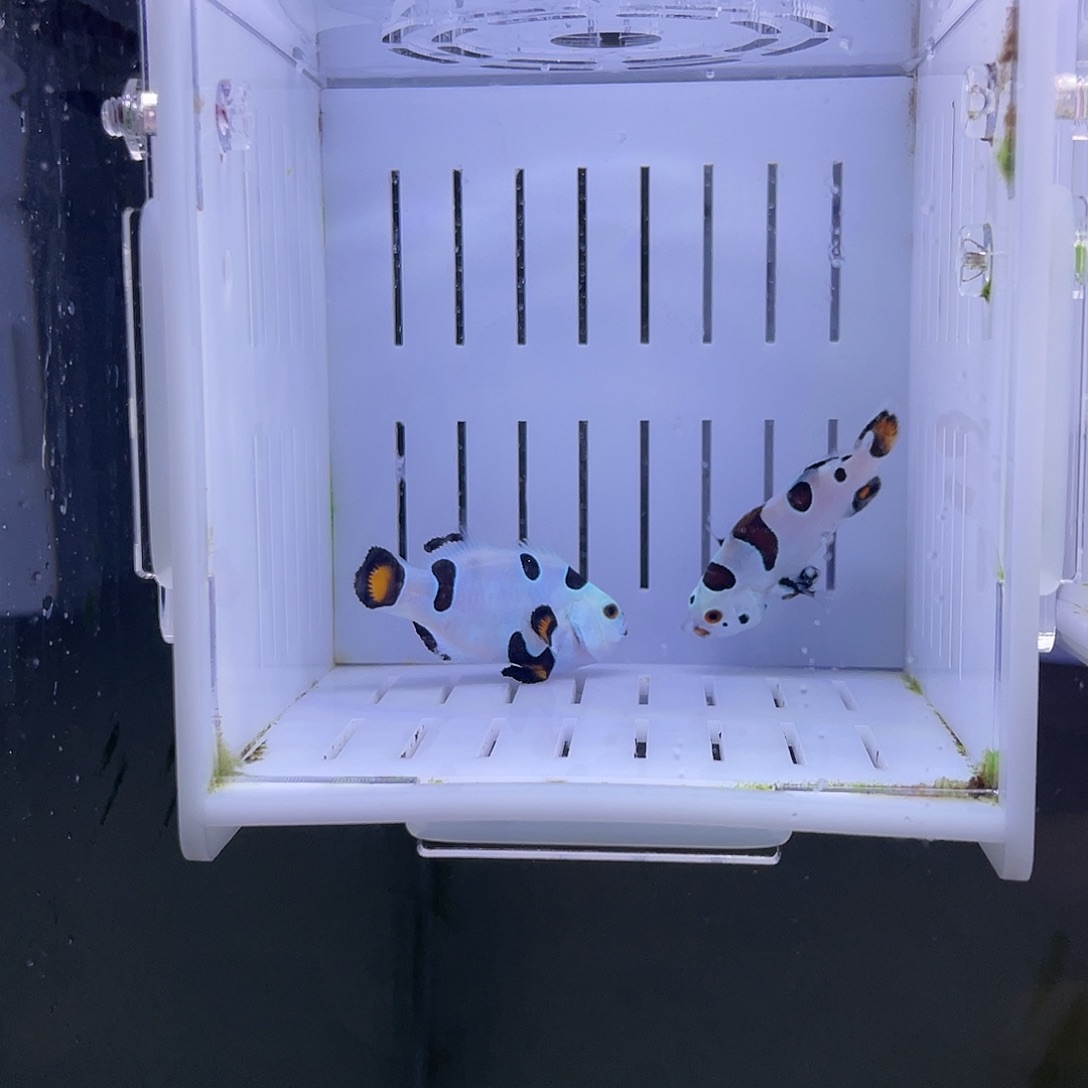 海水鱼4公分精品三色猫