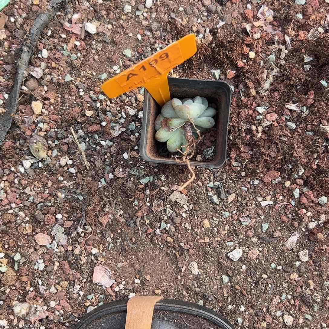 一***牙多肉植物一物一拍