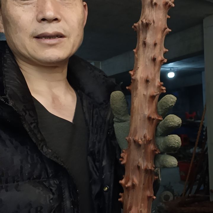 稳定木➰****➰贵州檬子木   铁马鞭   根艺  半成品