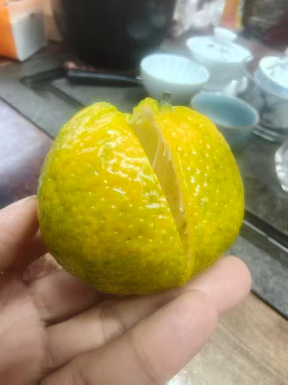 沛哥良陳號2025年天马枝头果【原枝】新会陈皮15号【沛哥力荐】