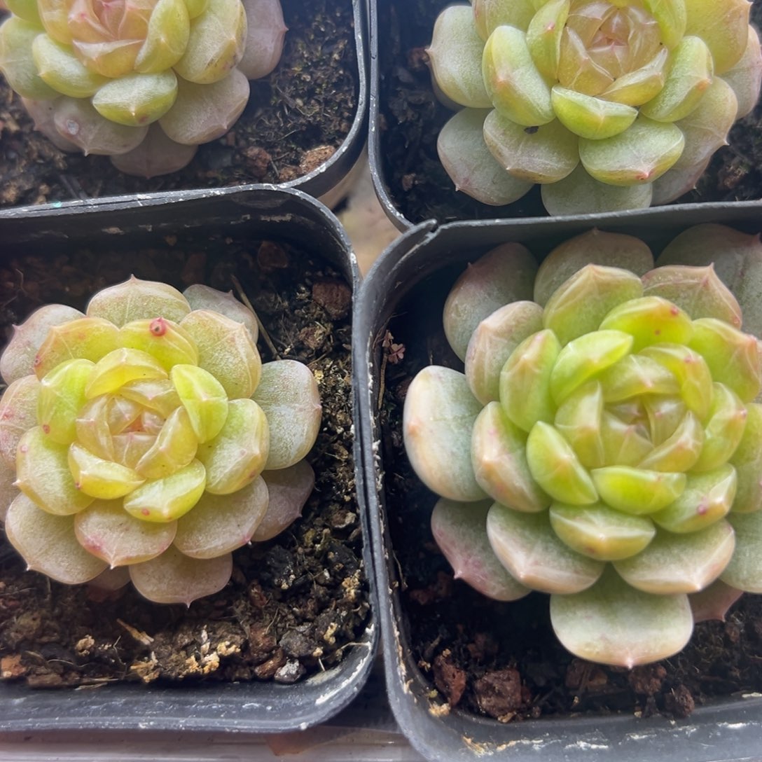 糖心多肉一物一拍256