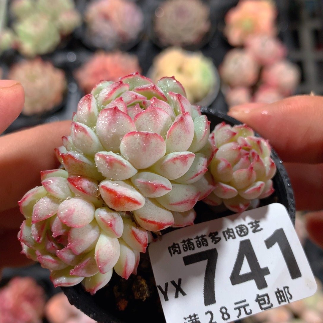 5CM拇指盆精控多肉YX741