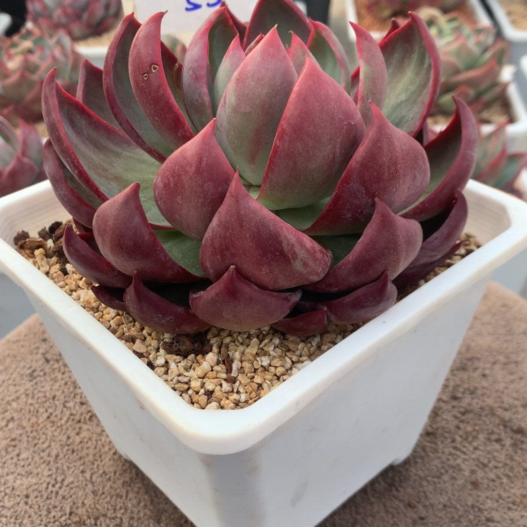 0313005惊鸿立叶内沟全红。尺寸12。多肉植物