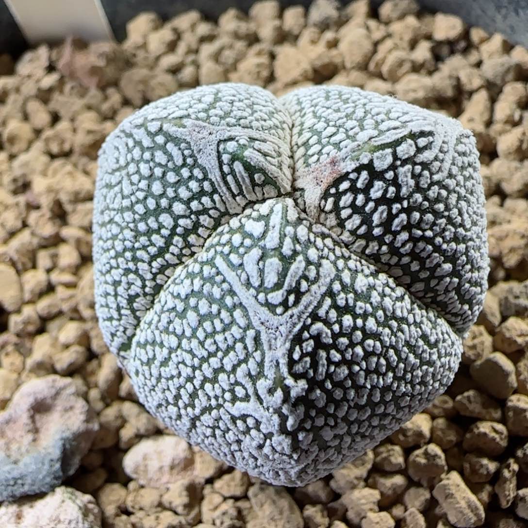 A51实生v子恩冢多肉