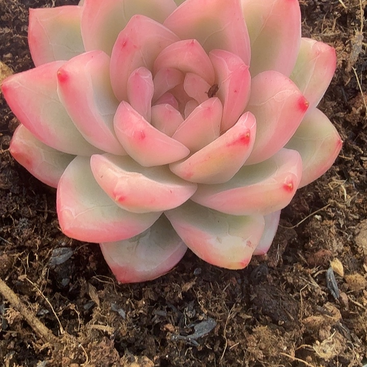 冰月亮锦多肉锦植物