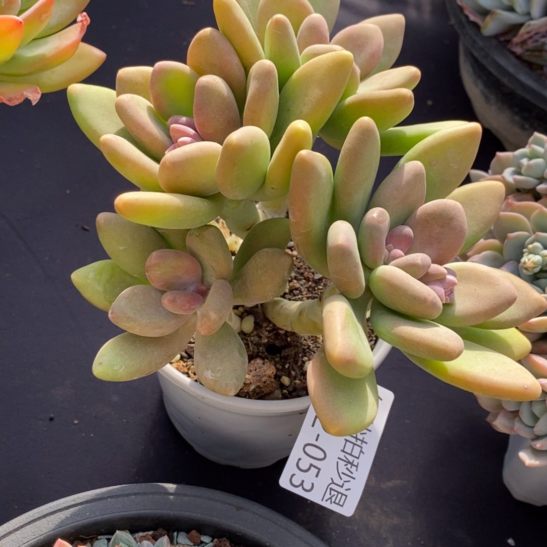 两单包邮1212-55芒果奶