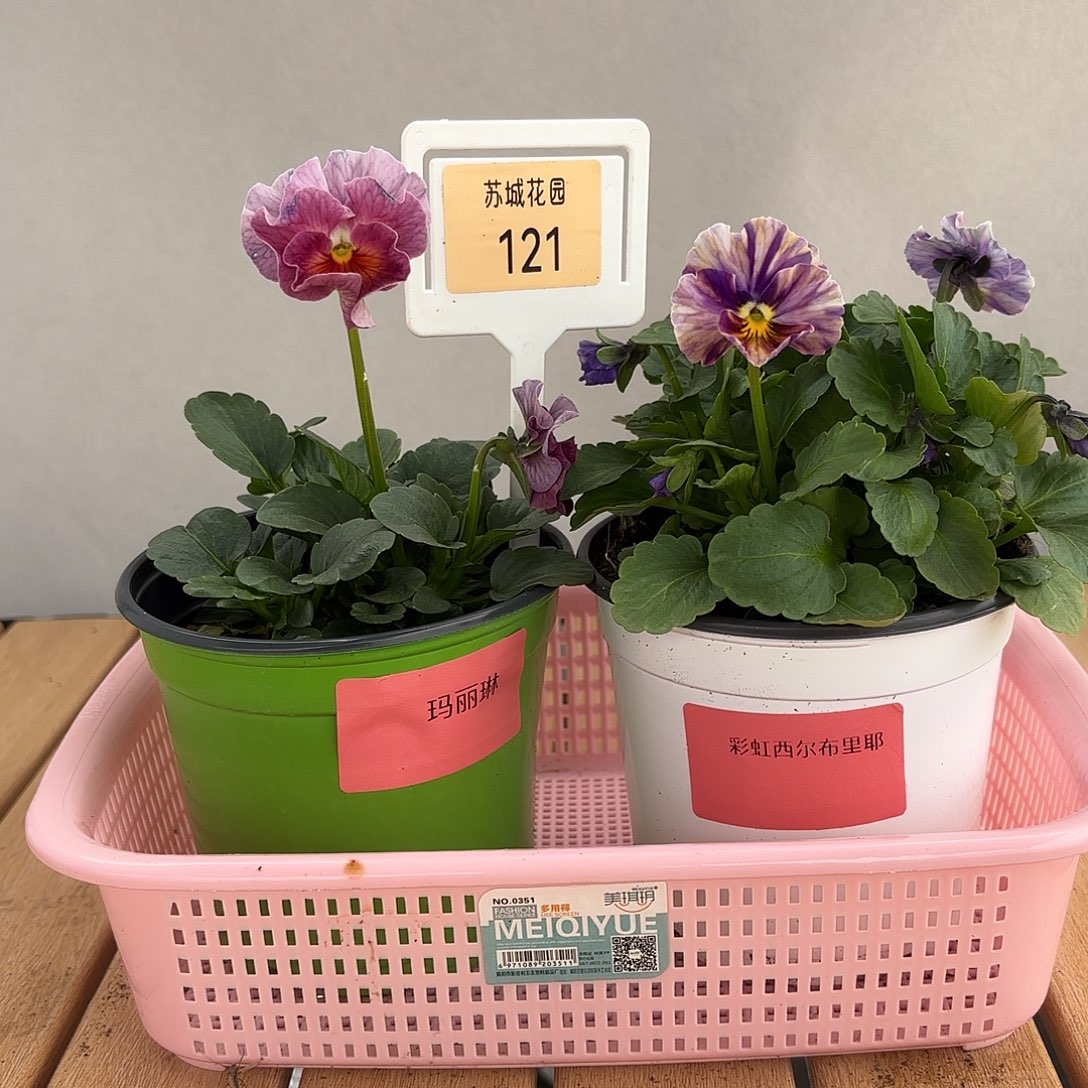 大部分开放少量花苞121