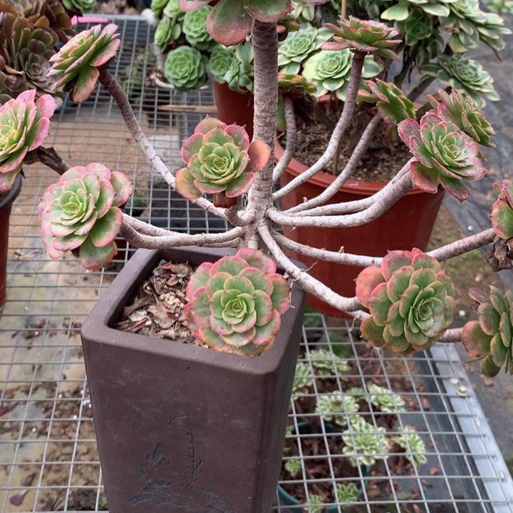 弘***选383红金刚多肉植物特价