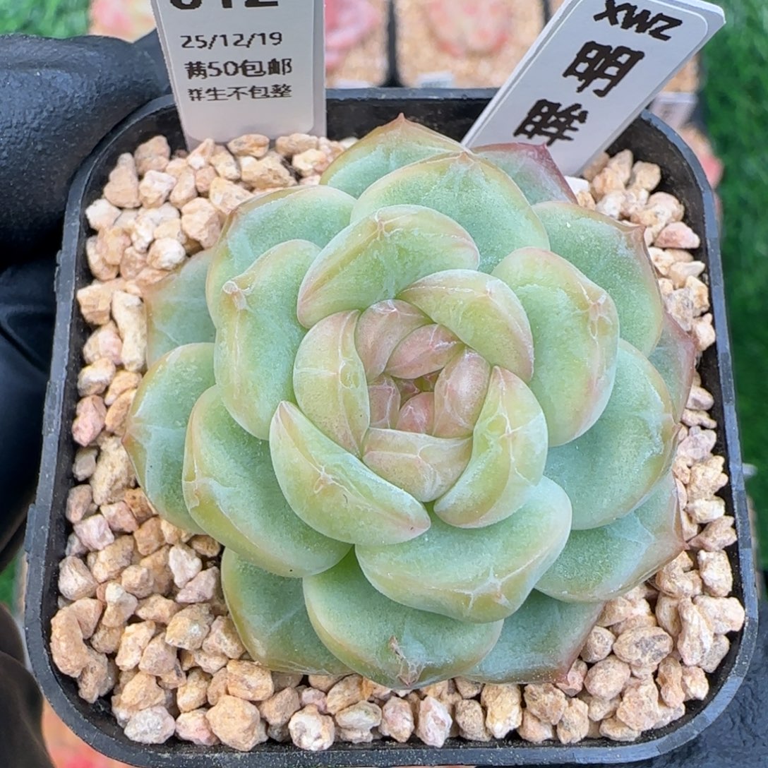 012   明眸   5厘米盆