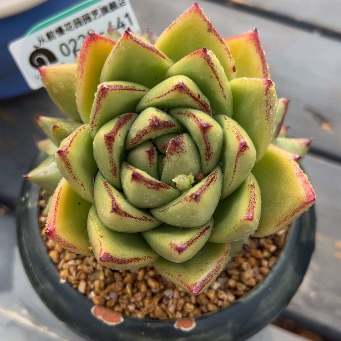 从前慢多肉精选编号0220.441