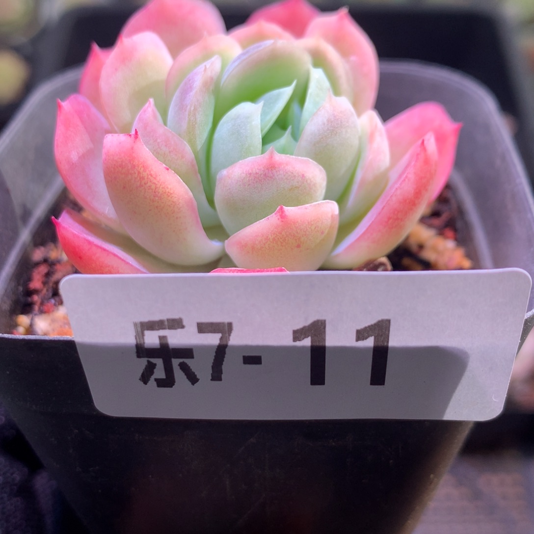 乐然 7-11 贝瑞单头 