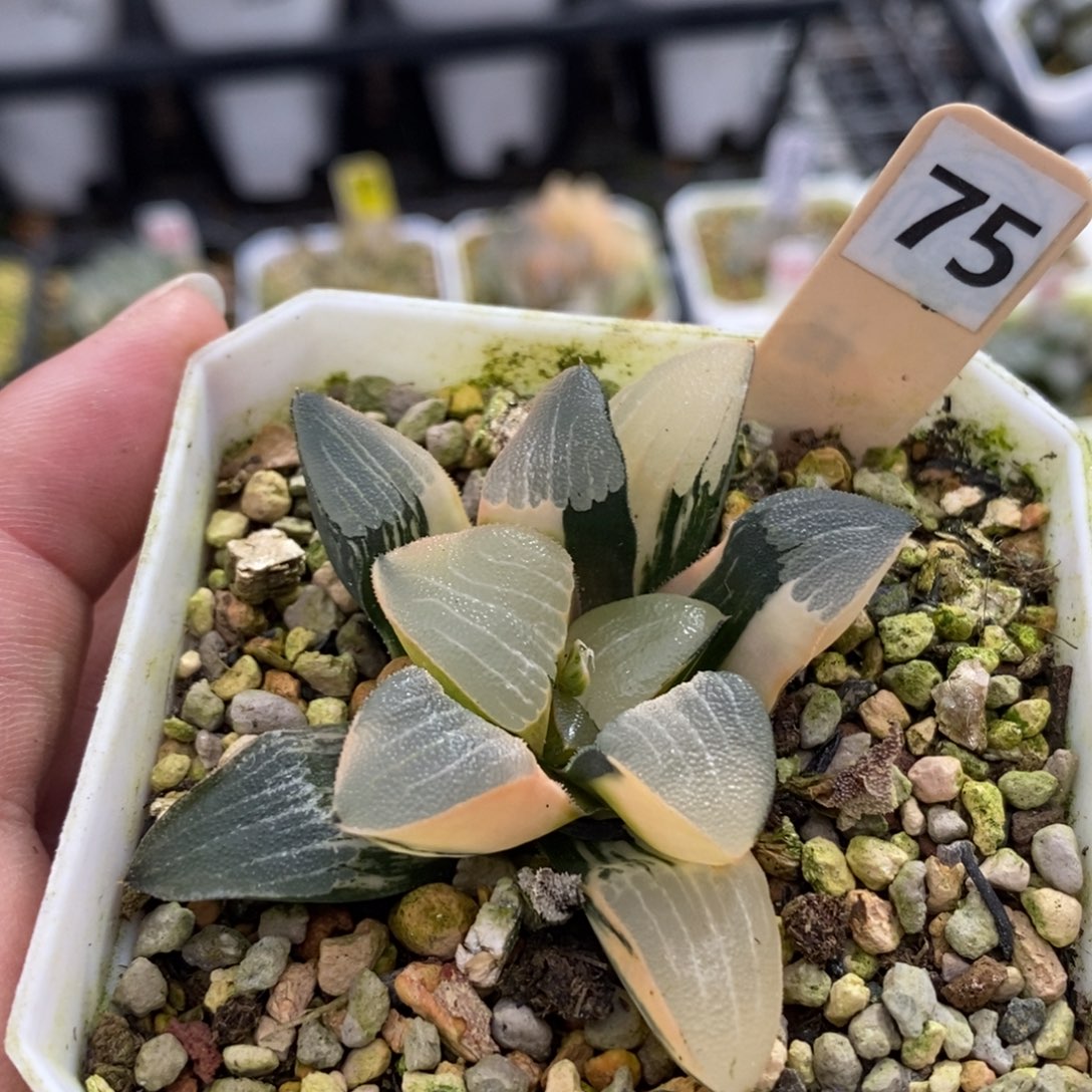 双****75和田玉克锦一物一拍