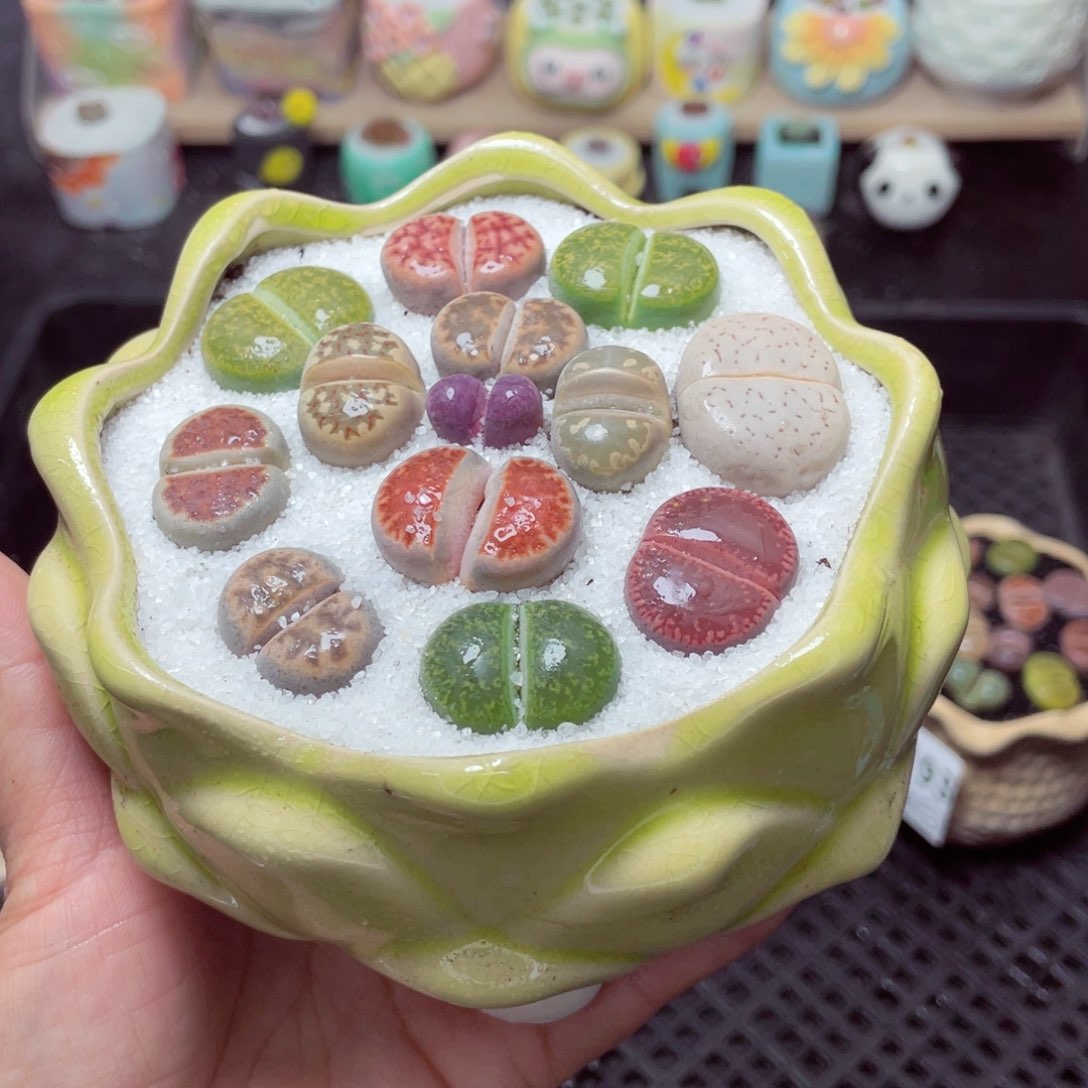 w3195 带盆土发货-零下地区拍保温箱