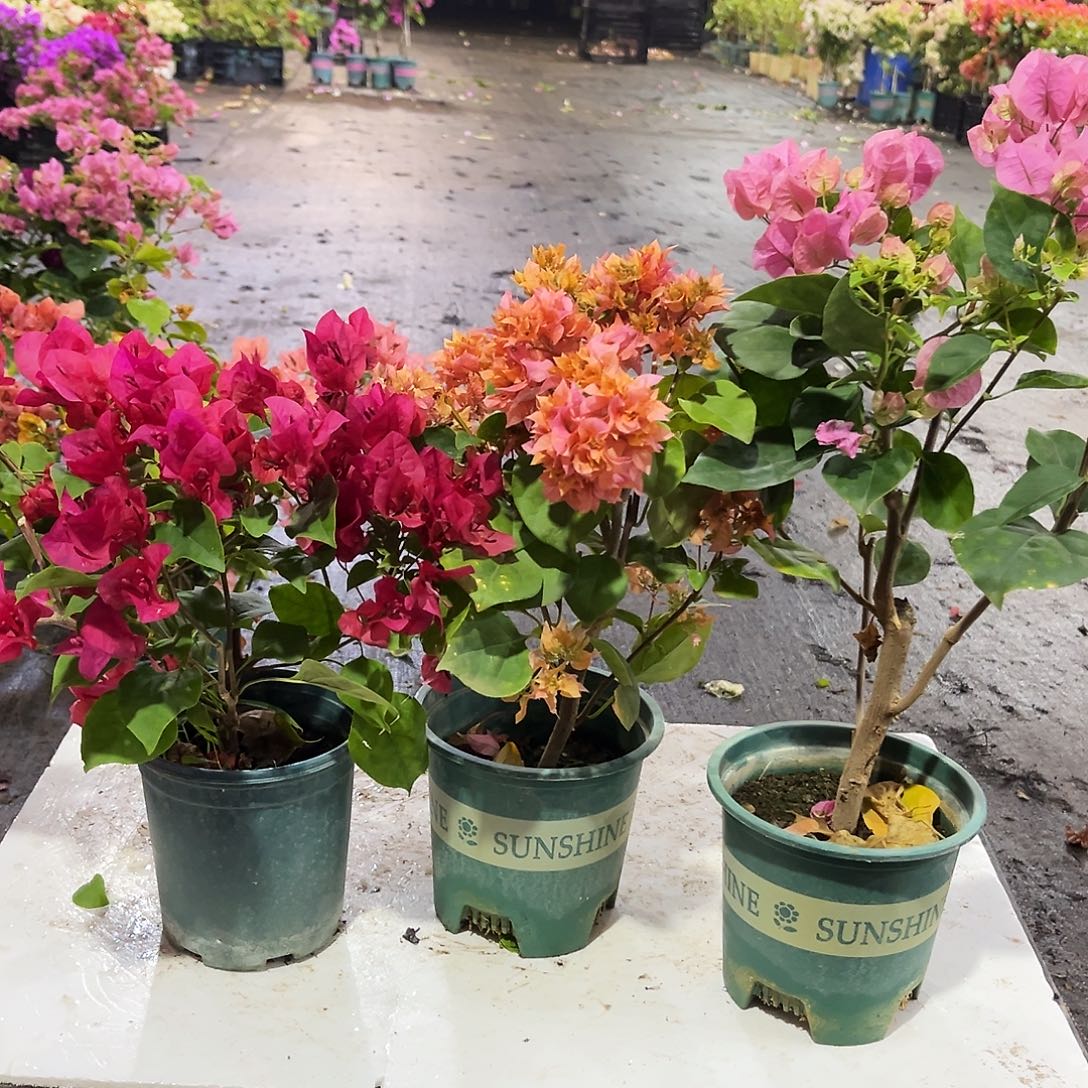 不开花植物加州红，重瓣橙，红粉佳人