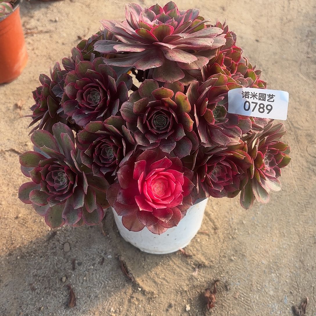 黑膜巾手捧多肉植物789