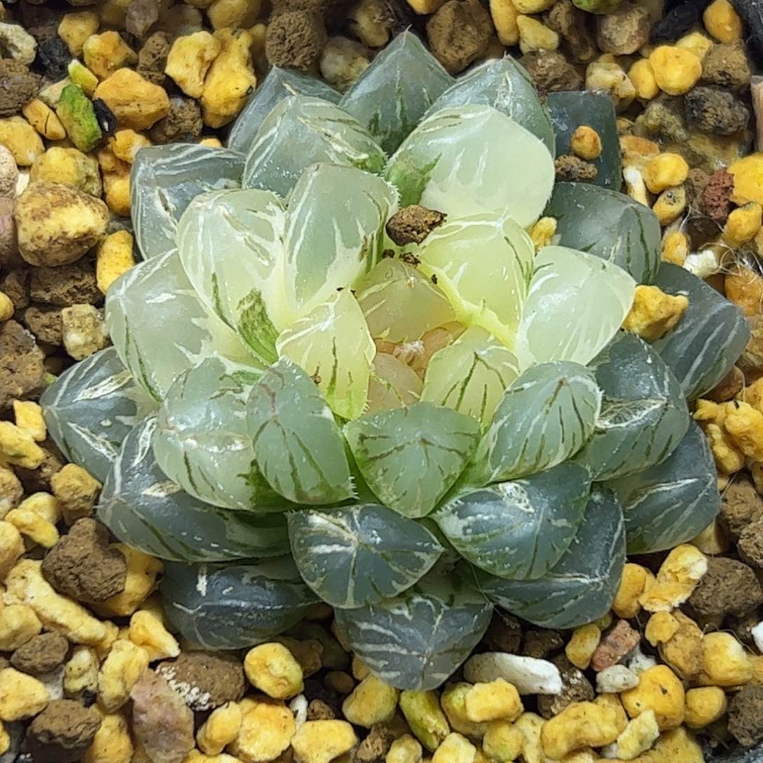 龙爪锦十二卷多肉植物满